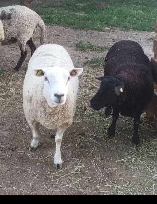 De vanzare oi texel