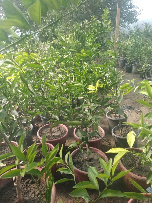 Limon mandarin va apinsin ko'chatlari