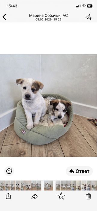 Щенок кобель помесь