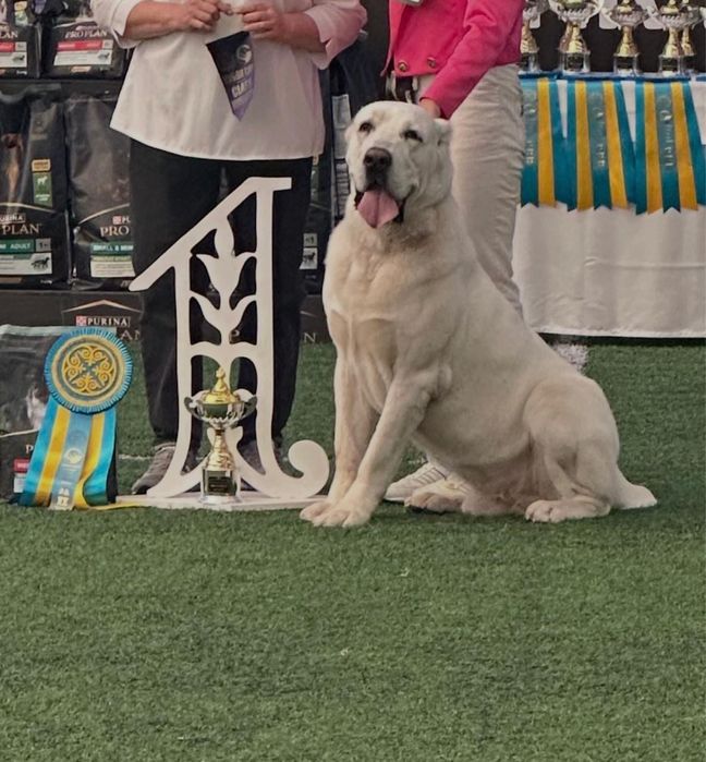 Продаются щенки алабай