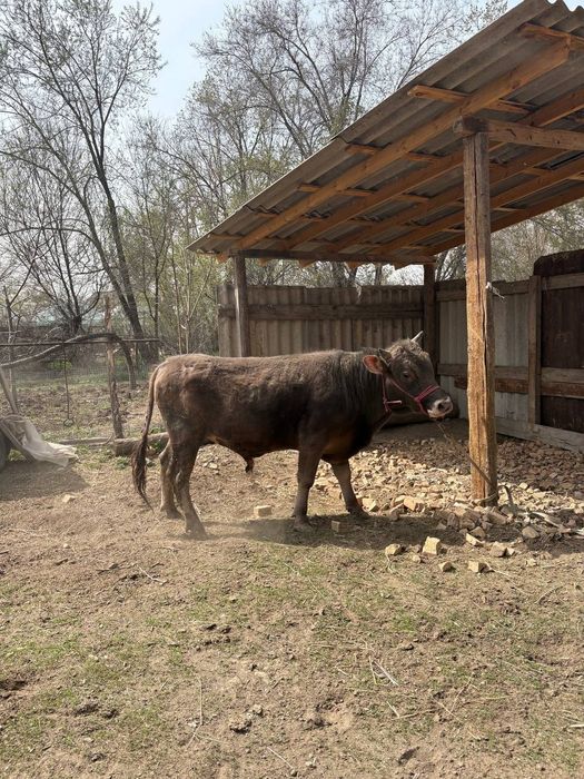 Алатау парода бұқа