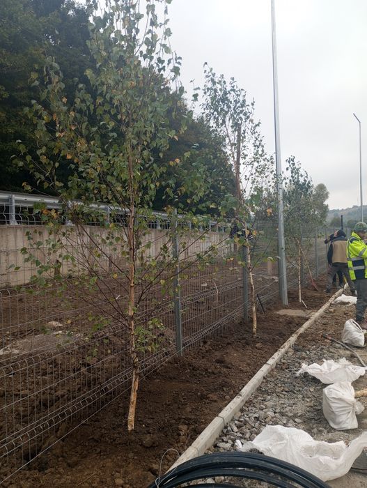 Mesteacan tei platan