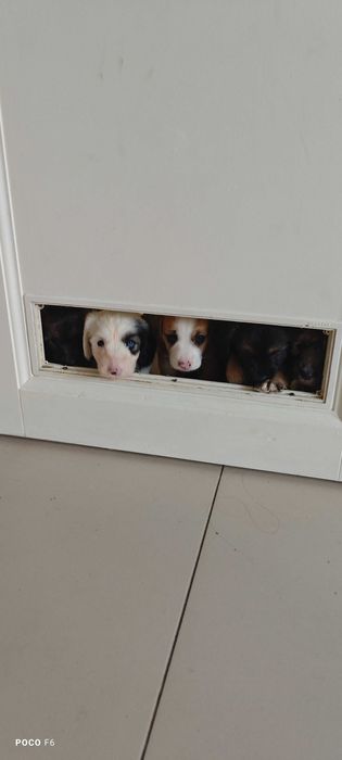 Продаем щенков таксы