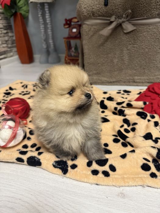 Померан две момчета и едно момиче