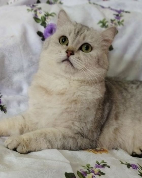 Вязка кота с кошкой Juftlashuvchi mushuklar