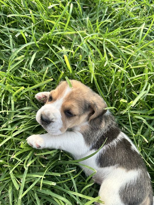 Catelusi beagle