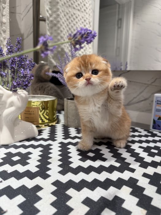 Породистые милые котята