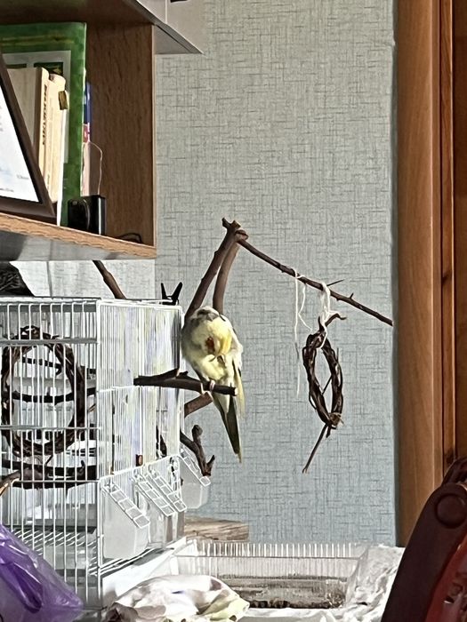 Карелло ручной.