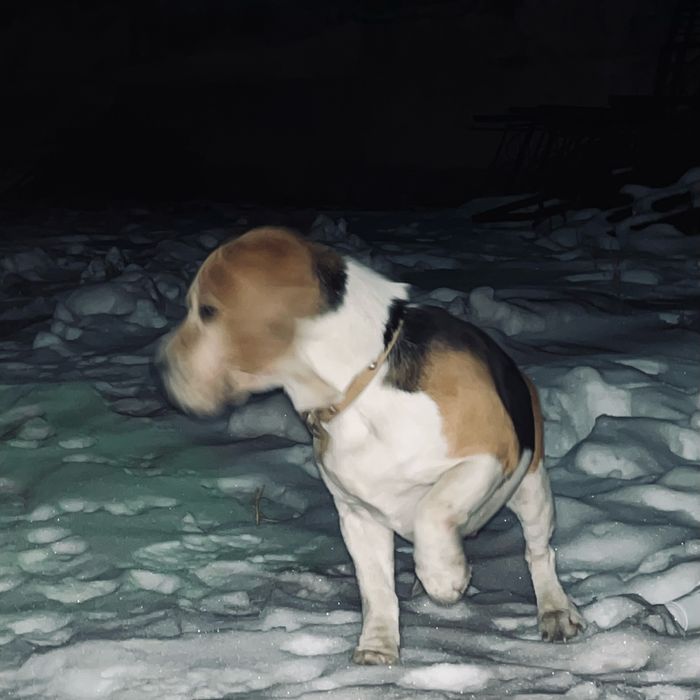 Бигль 3годика продам хороший собака