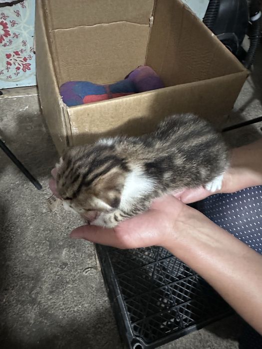 Котенок вислоухий мальчик, девочка