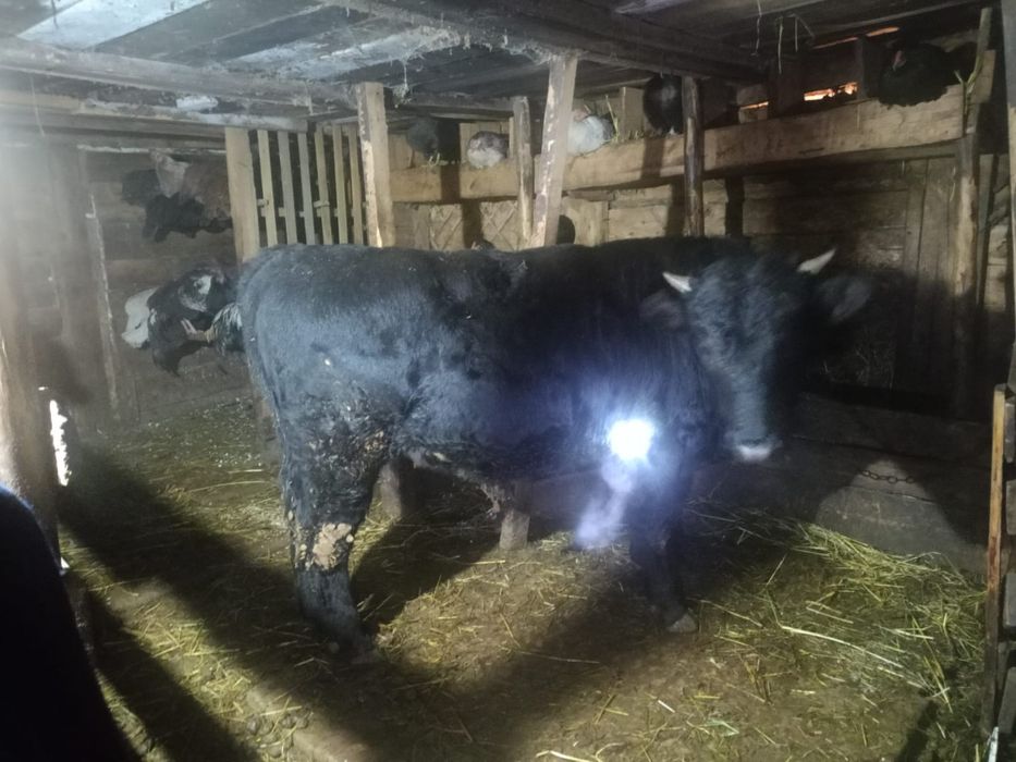 Продам быка стоит на откорме !