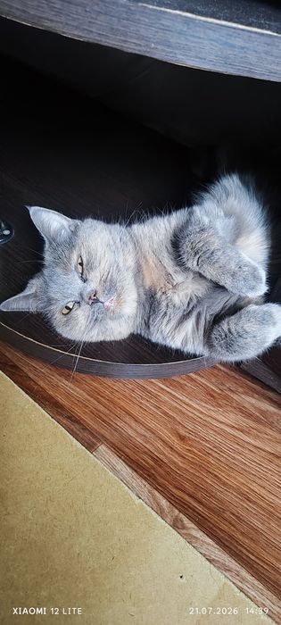 Кошка британская длиношерстная