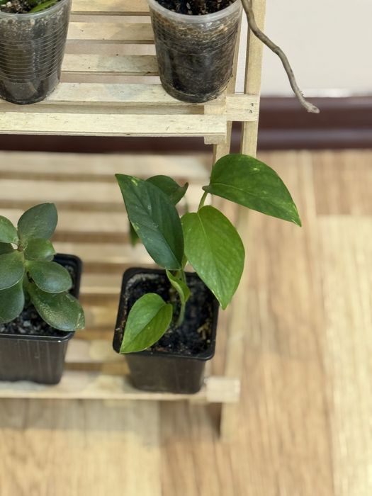 Набор из 6 цветов