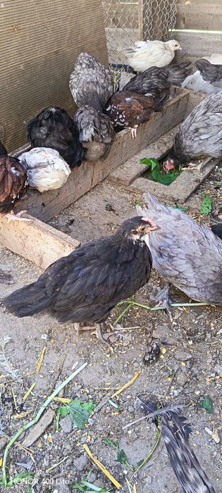Cocoșei australorp
