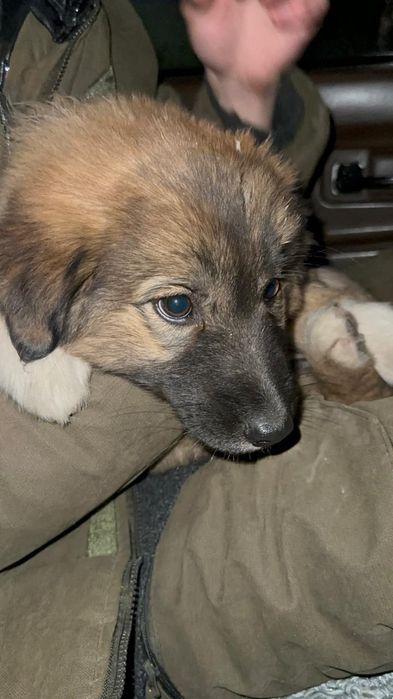 Отдам в хорошие руки