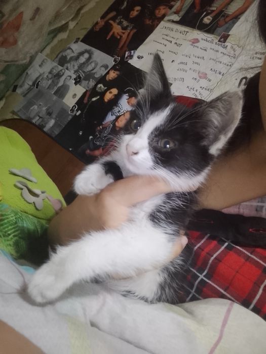 Отдам кота маленький