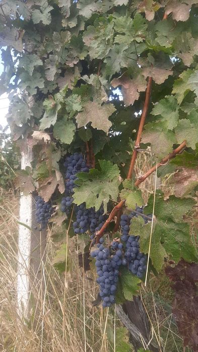 Struguri Merlot si Cabernet Sauvignon de Vânzare
