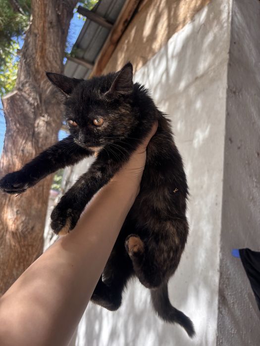 Отдам бесплатно котенка девочку
