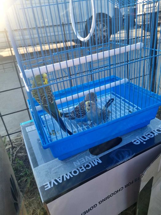 Papagali perusi,nimfe,agarponis gaini cochinchina pitic,australorp