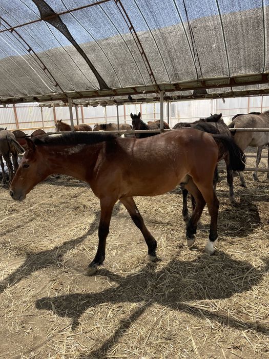 Жылқы тай сатылады.