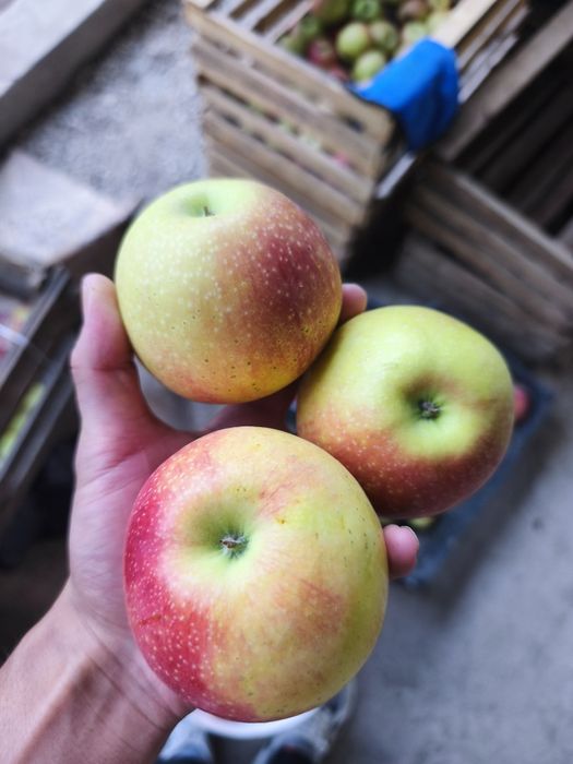 Продам яблоки сорт ЗОЛОТОЙ КРАСНОЩЕКИЙ