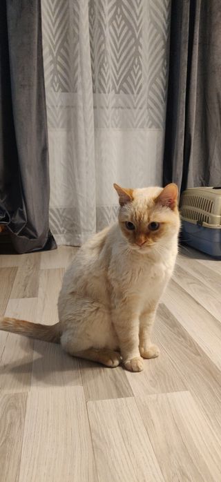 Dog sitter/Cazare căței, pisici și alte animale/ Pet sitter/Vizite/Pli