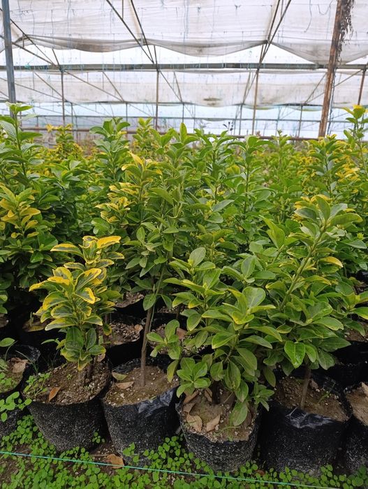 Манзарали ва мевали дарахт кучатларимиз сотувда оладиганлар тел килинг