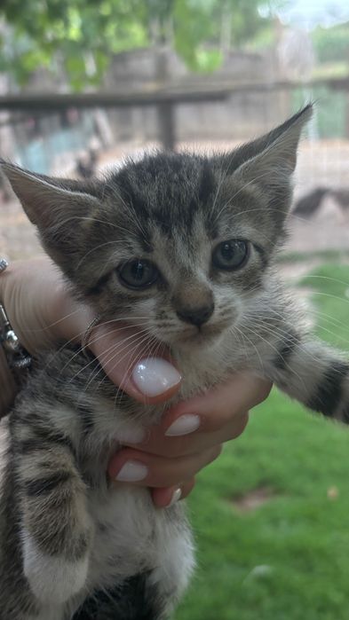 Adoptie pisici Bacau