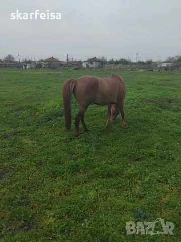 Продавам кон отличен
