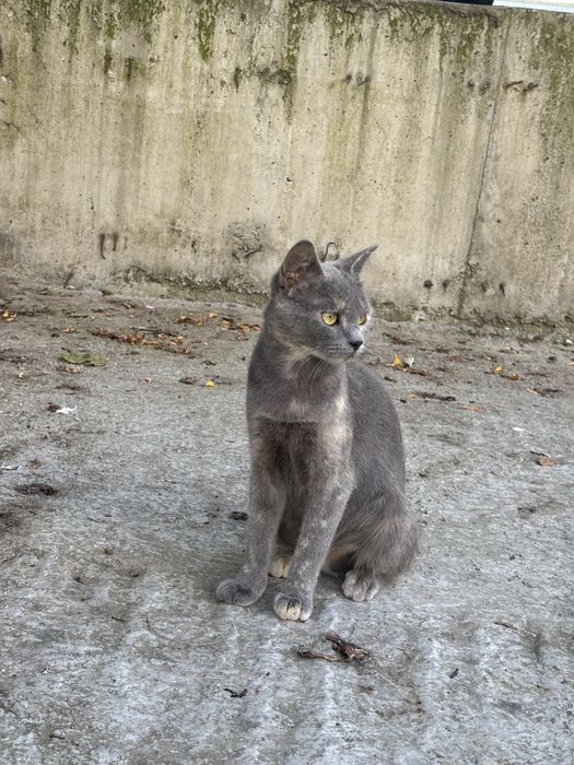 Adoptie motan Bucuresti-Ilfov