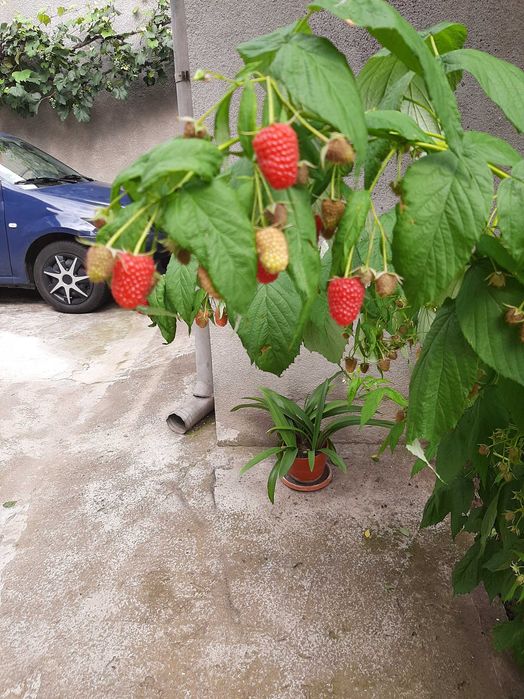 Zmeura dragoni zmeura POLKA