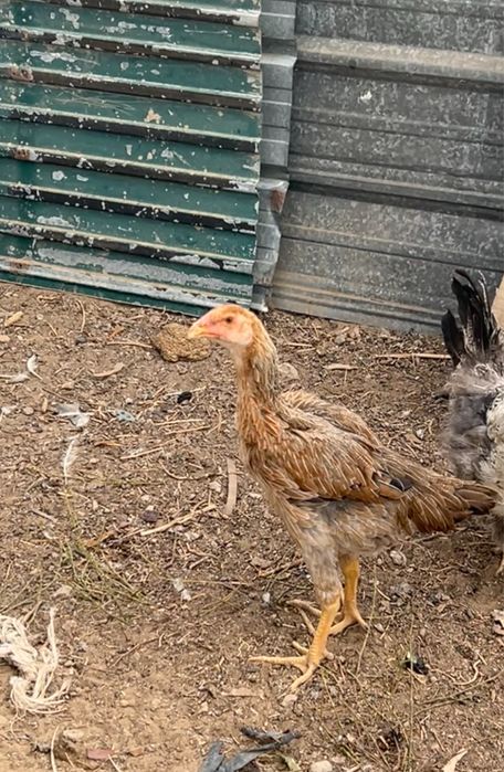 Продам  куры Бойцовый срочно