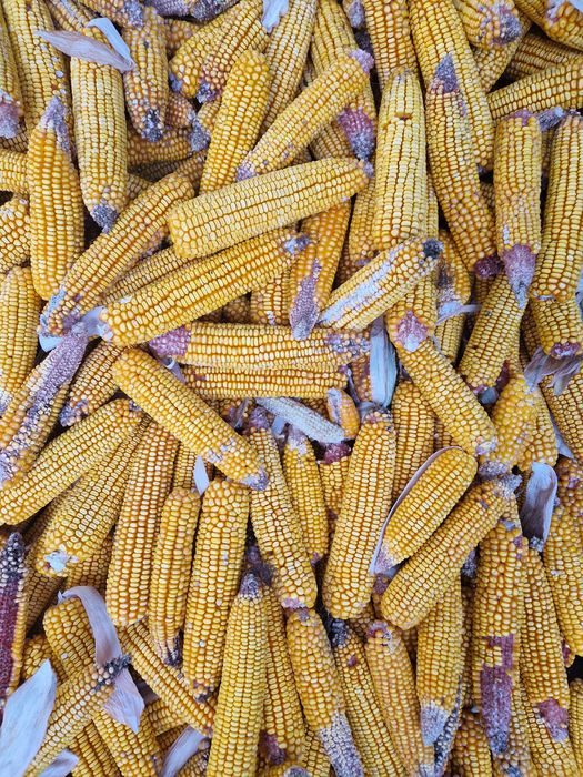 Porumb stiulete 2026 Pionner Dekalb