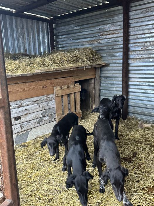 ТАЗЫ (четыре мясяца)