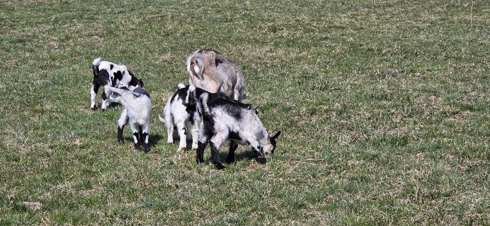 Vand 3 capre cu 3 iezi