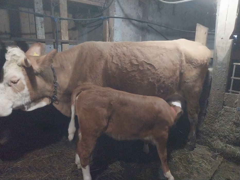 Vând vacă Balțata Românească cu vitea