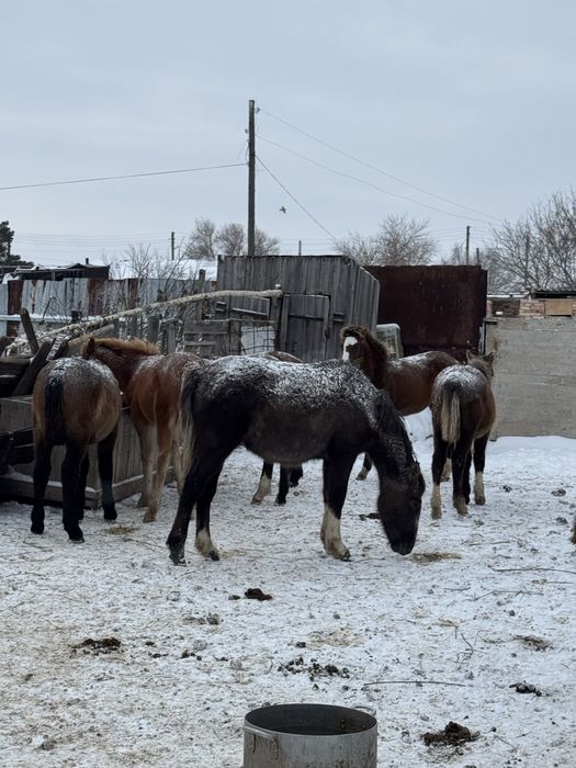 Продаются жеребята