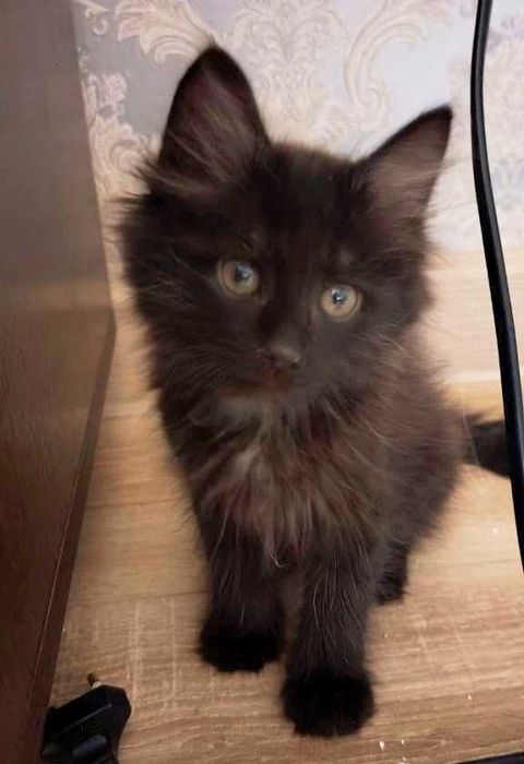Котёнок мальчик 4 месяца
