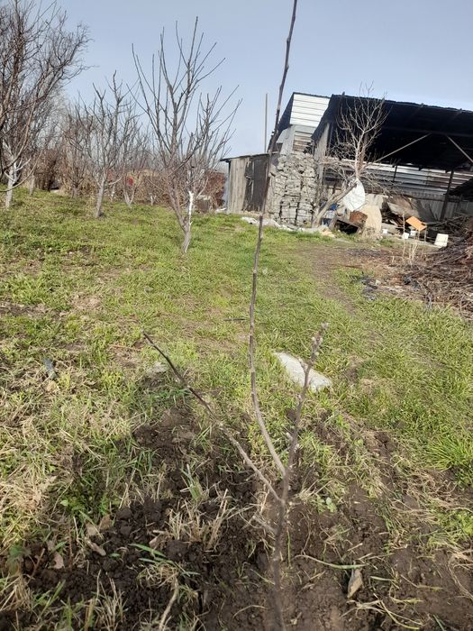 Продам яблоки сорт американка