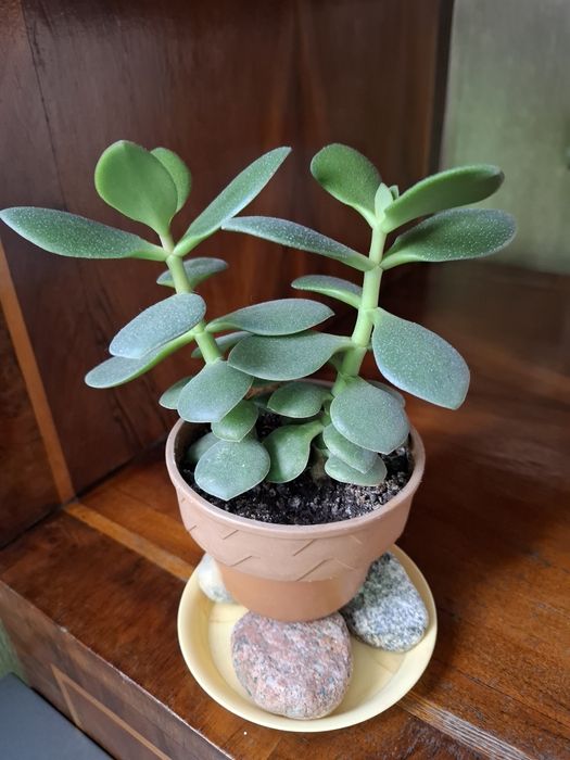 Кактусы разные, цена за каждый