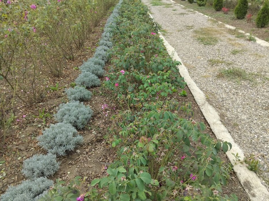 Trandafiri de dulceață + cățărători/Lavanda puieți