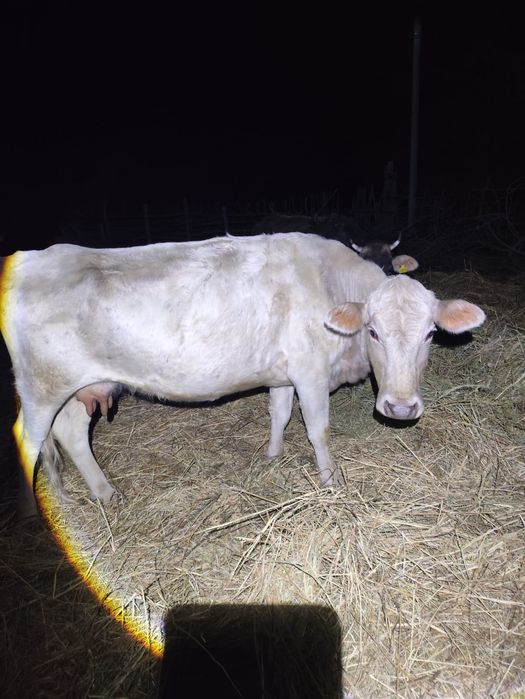 Продам коров молодые