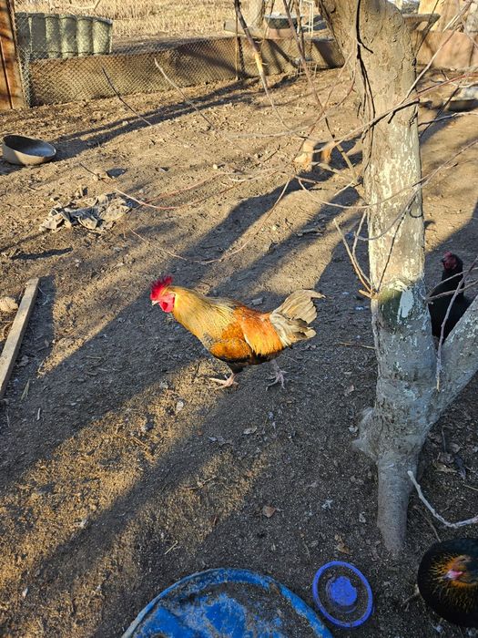 Питухи,утки селезень
