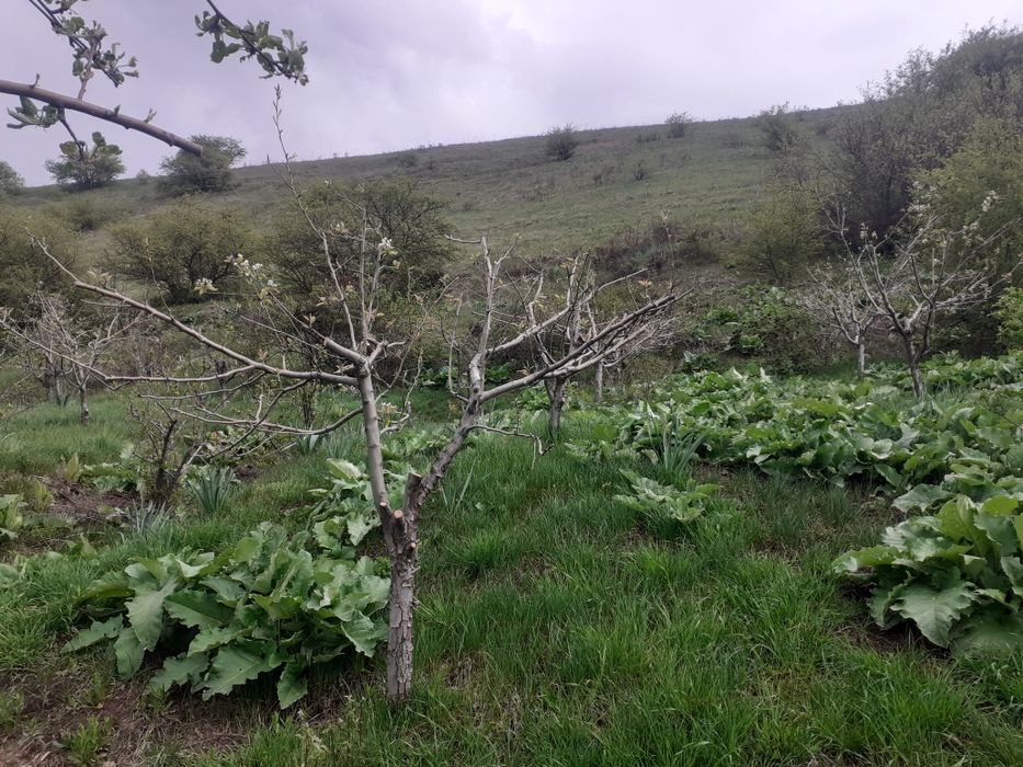 Фазенда в предгориах Казгуртских гор