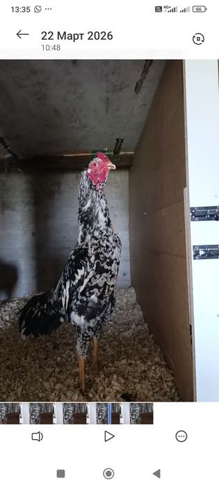 Апрельский Шамо кытай