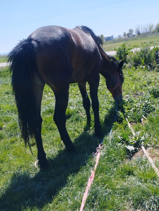 De vanzare o manza de 16 luni anvatata la caruta fara defecte