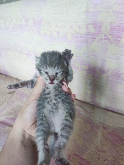 Продам котят 15 тыс