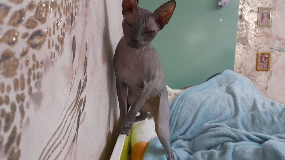 Кошка продается сфинкс