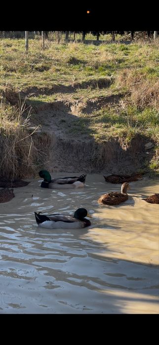 Oua de rața rasa Rouen