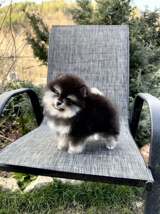 Померан мини момиче. Померанче